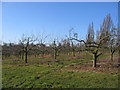 SP0654 : Orchards by David Stowell
