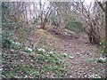 Snowdrops and Celandines on Footpath