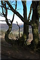 Tree near Pen-y-ffordd, Black Mountains