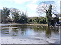 Ice and ducks on Raby Mere