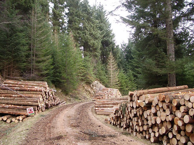 Timber in Craigvinean Forest © Lis Burke cc-by-sa/2.0 :: Geograph ...