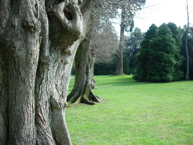Nymans Gardens-row of trees