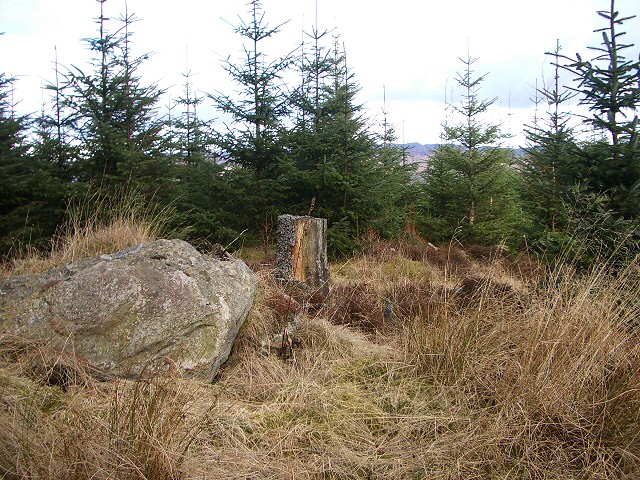 Craigvinean Forest near Dalguise