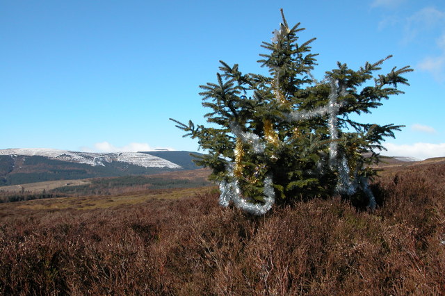Norwegian Spruce on the Black Mountains