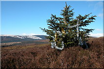 SO2725 : Norwegian Spruce on the Black Mountains by Philip Halling