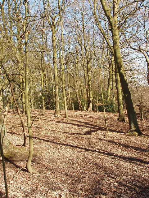 Oak wood, Mill Hill