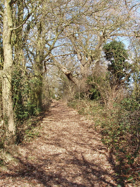 Footpath through oak trees, Holecombe Dale, Barnet