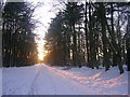 Winter sun on the road to Hazlehead Park