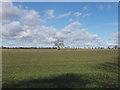 SU1778 : Field by Old Ridgeway, Draycot Foliat by David Hawgood