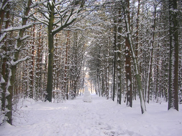 Winter snowscene at Den Wood, Countesswells