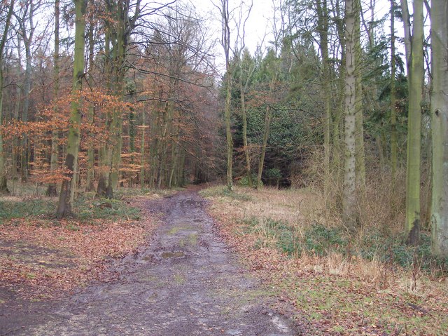 Mixed Woodland near Hilcot Brook