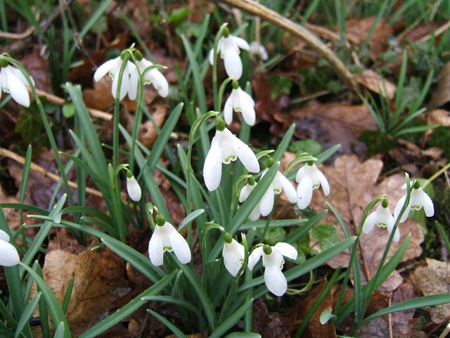 Snowdrops at Gissing