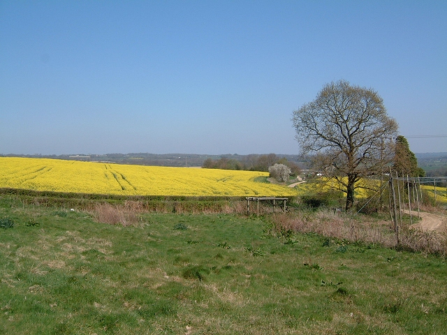 Oil seed rape crop in flower