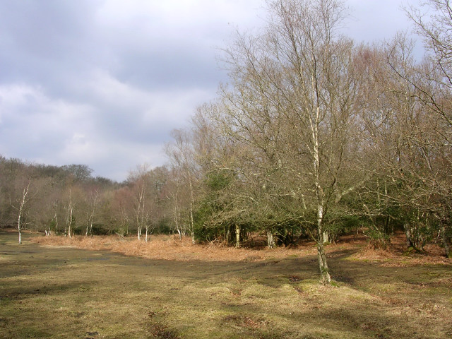 Open forest near Lower Canterton, New Forest