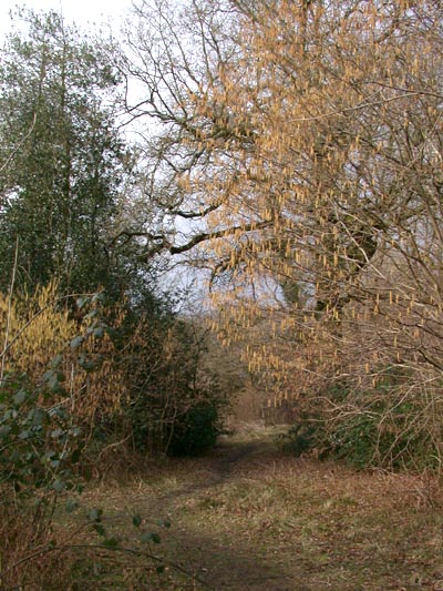 Wayland Wood