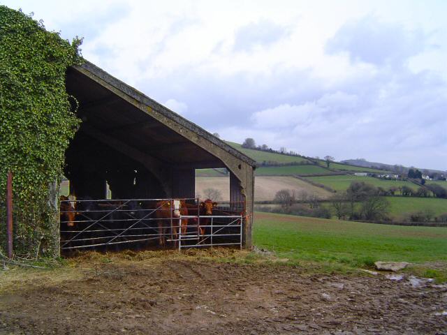 South Devon cattle shed