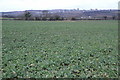 Beet Field Moormill Lane