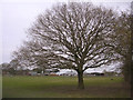 Lone oak tree in a field at Moorlands