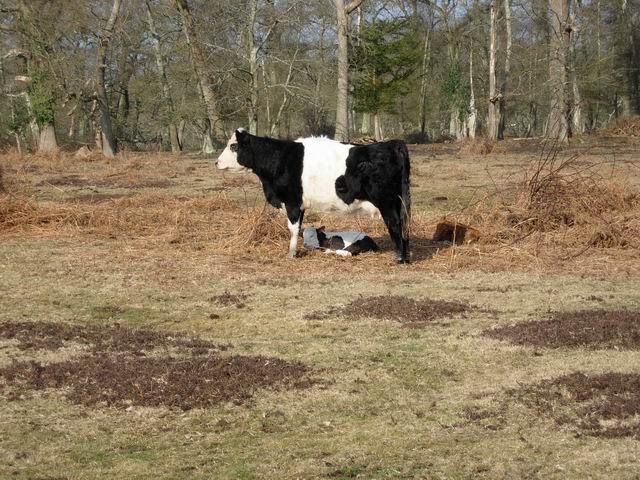 Cattle near Home Farm