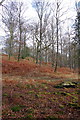 SD3586 : Woodland near Town End by Keith Wright
