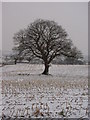 Stubble and Snow