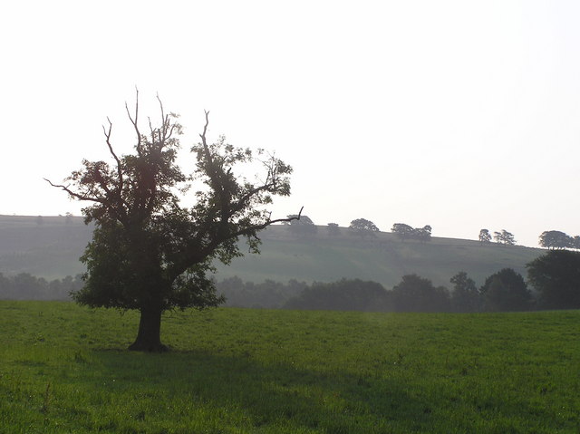 The only tree in the field.