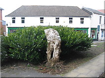 ST8751 : Yew Stump by Phil Williams