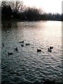 Lake with Ducks, evening. Watermead, Aylesbury
