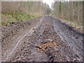 Dismembered Dismantled Tramway, Flimby Great Wood