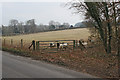 Sheep in field