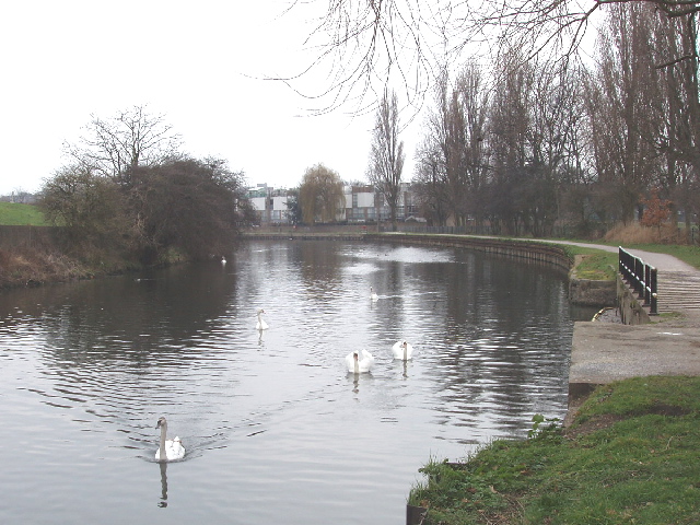 Swans on the River Lea, South Tottenham