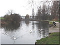 Swans on the River Lea, South Tottenham