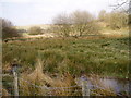 Marshland near Tan-y-Graig