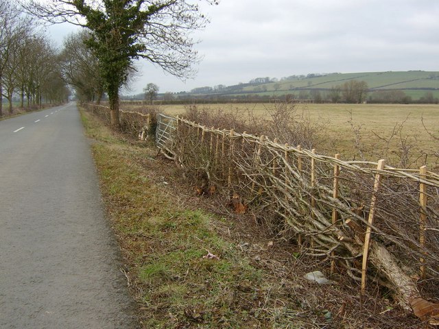 Traditional hedging near Middleton, Northamptonshire