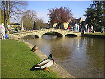 SP1620 : Bourton-on-the-Water by Richard Slessor