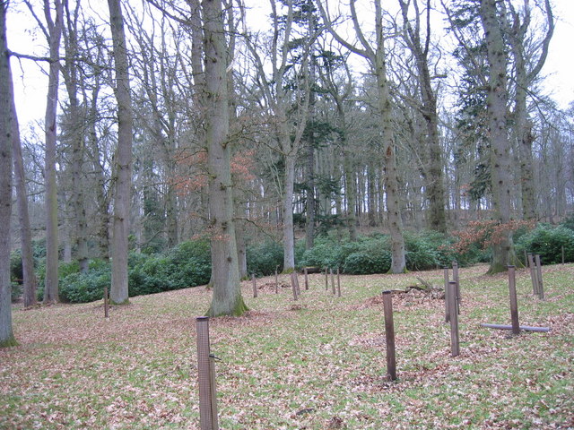 Dundock Wood, The Hirsel near Coldstream