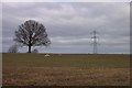 Field near Goosemoor Green