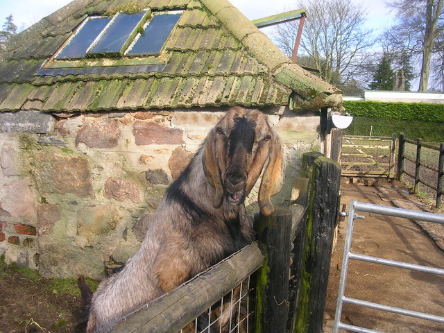 George the goat at Hazlehead Pets Corner