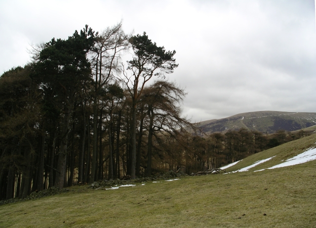 Pines and larches above Burnhead Farm