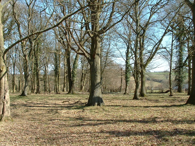 Newhouse Wood near Garway