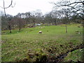 Hillside grazing near Bala Lake