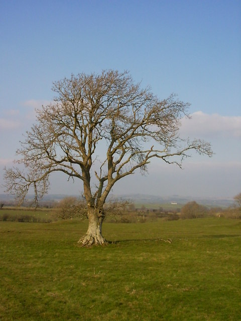 Tree in field near Eaglesfield Crag
