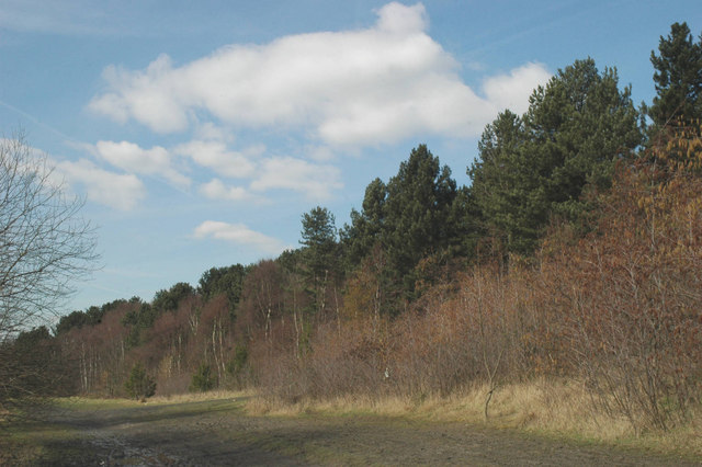 Plantation by the Trans-Pennine Trail