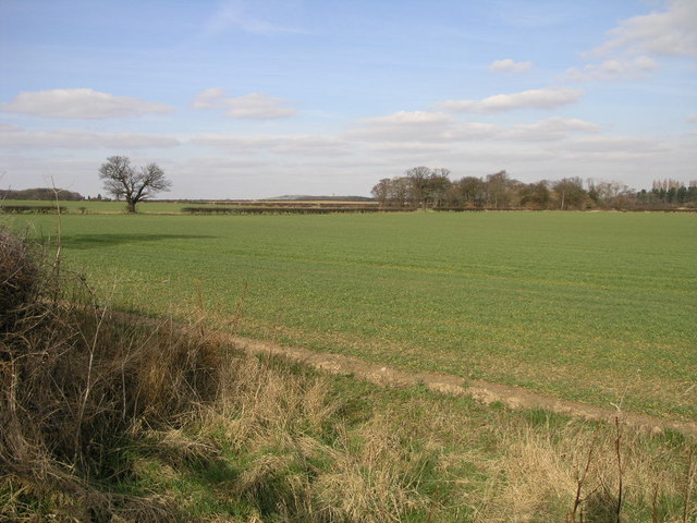 Fields and Trees
