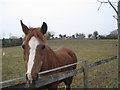 Friendly equine