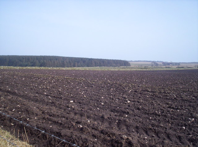 Duff's Hill Forest from the Road to Schoolhill