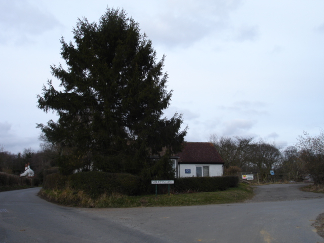 Fir Tree Catsfield East Sussex