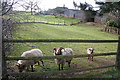 Sheep at Potter Hill Farm