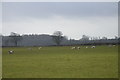 Sheep near Cottisford