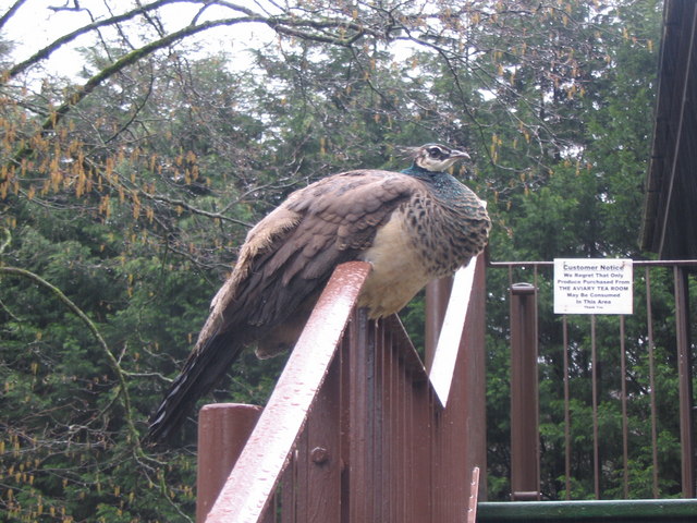 Peacock at Trago Mills
